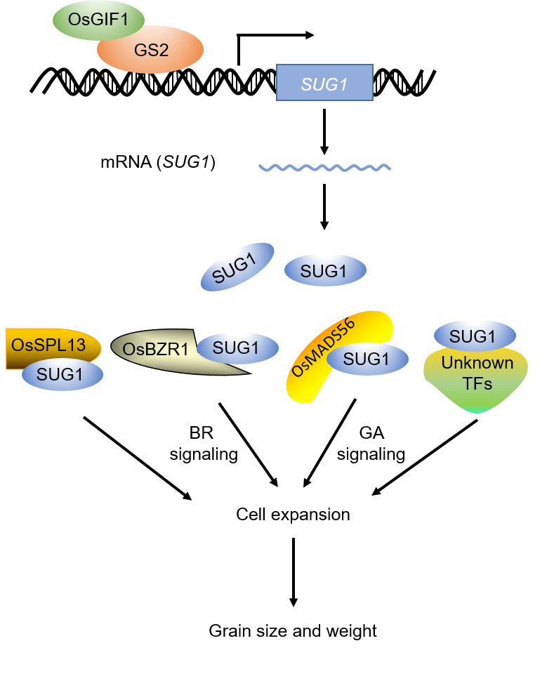 W020250506350533101449 (1).png