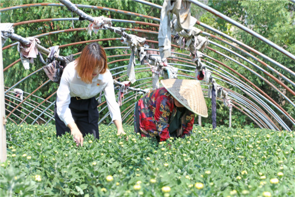 曹静（左）给花农做助手。_wps图片.jpg