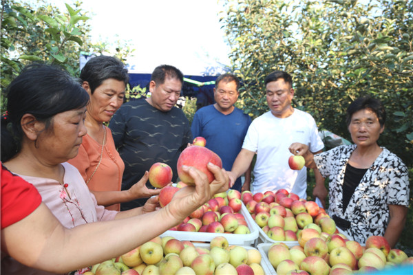 在三所楼村河南省现代农业科普示范园于新义承包的苹果园内，王振和村民们一起分享丰收后的喜悦。.jpg