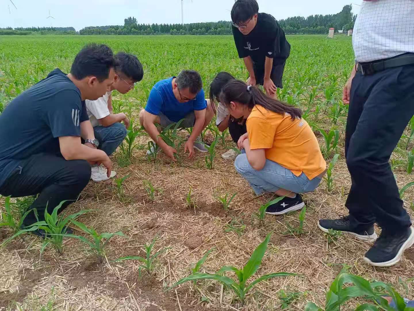 2021年6月10日一7月20日，河南农大张学林、刘天学等老师在河南舞阳现代农业科技小院试验田种植、察看指导2.jpg