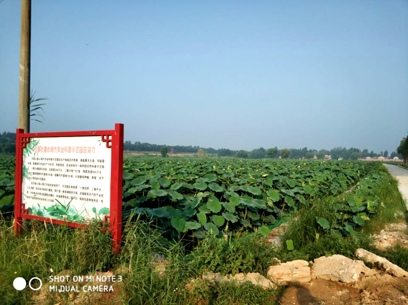 杨吴庄村莲鳅共作扶贫基地_800.jpg